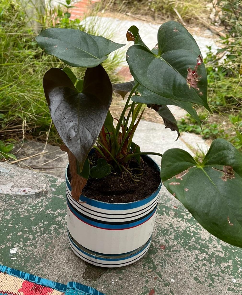 Plant Pot.stl - Potted plant - 3d model