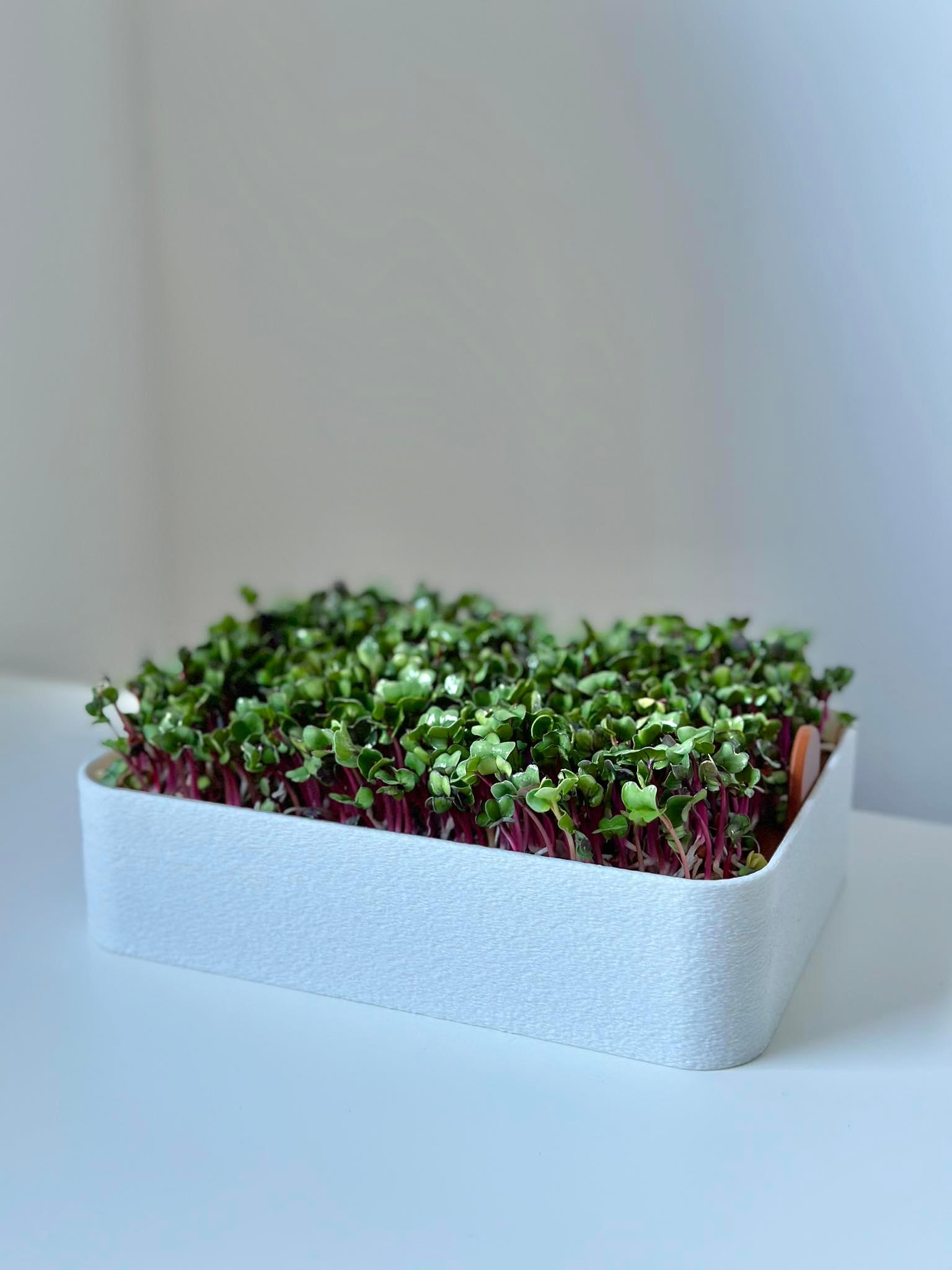 Microgreens hydroponic tray 3d model