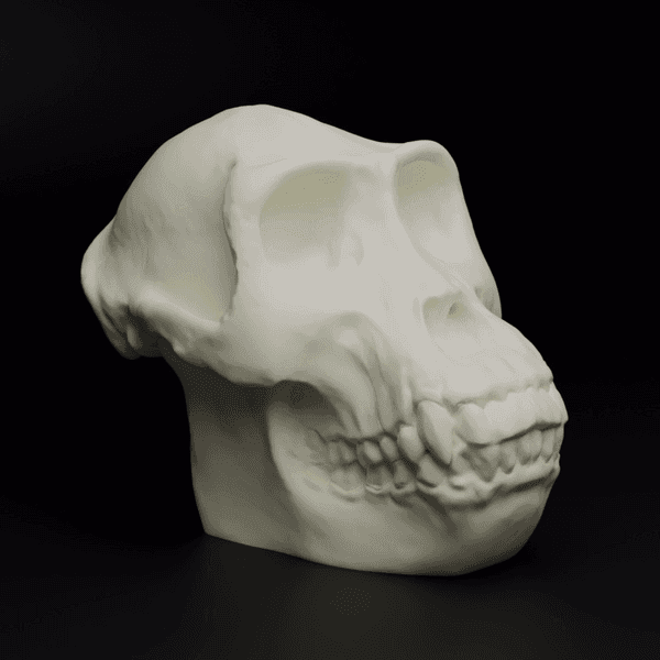 Gorilla Skull (MysticMesh3D) 3d model