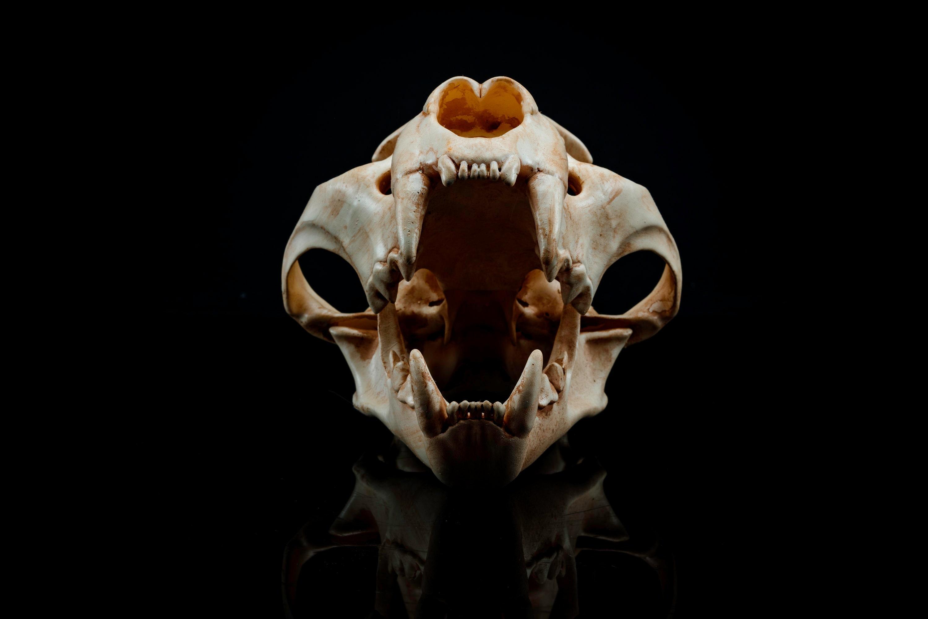 Panther Skull (Pre Supported) 3d model