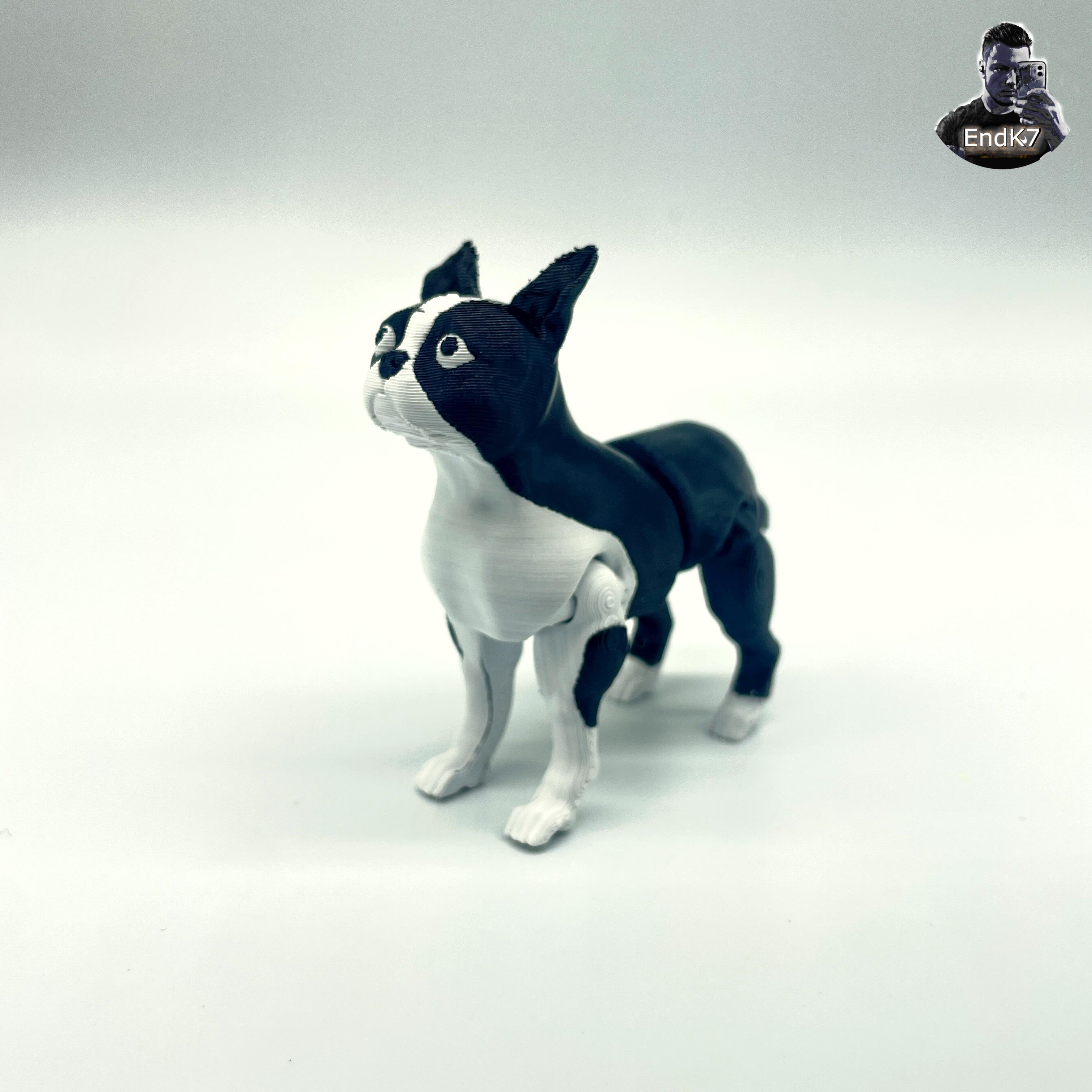 Boston Terrier Dog - Articulated - Print in Place - Flexi - No supports 3d model