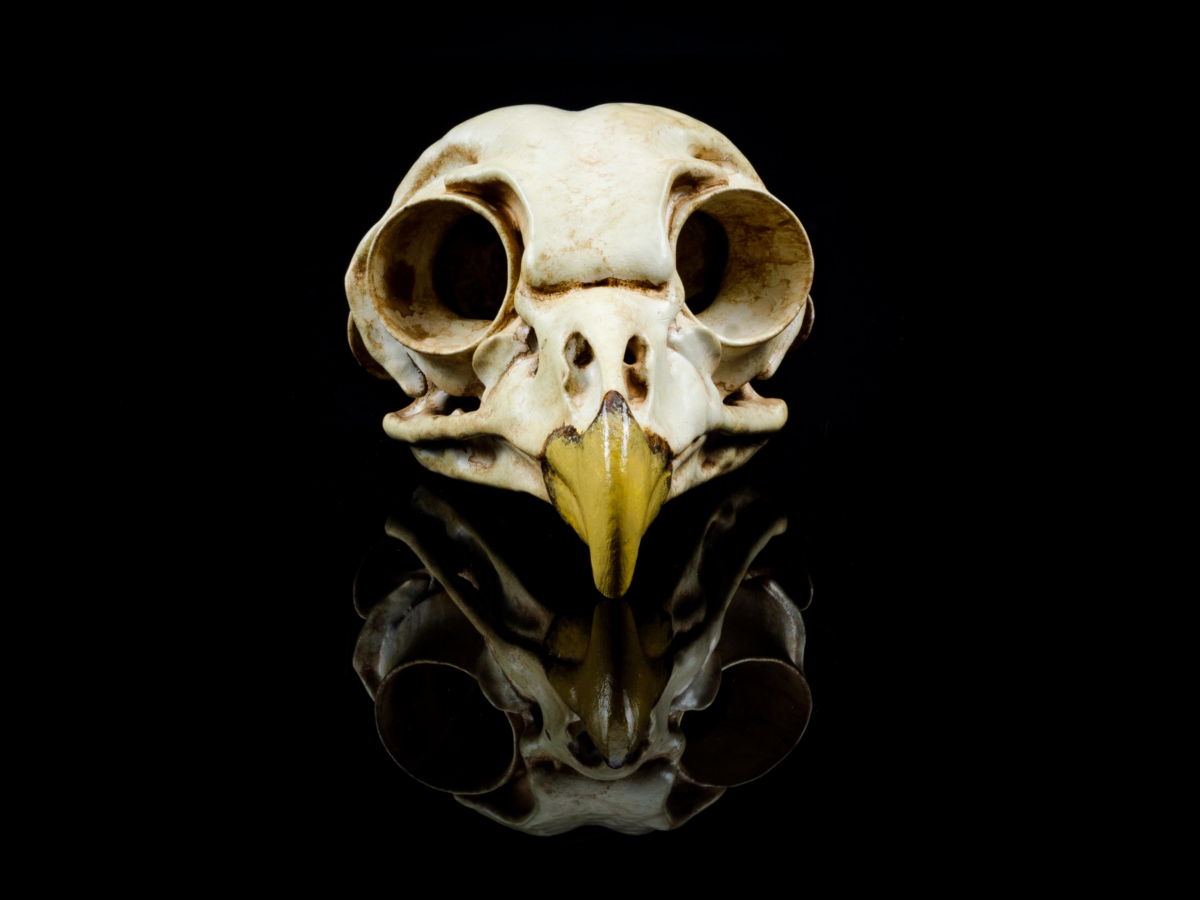 Barred Owl Skull (Pre Supported) Free for limited Time 3d model