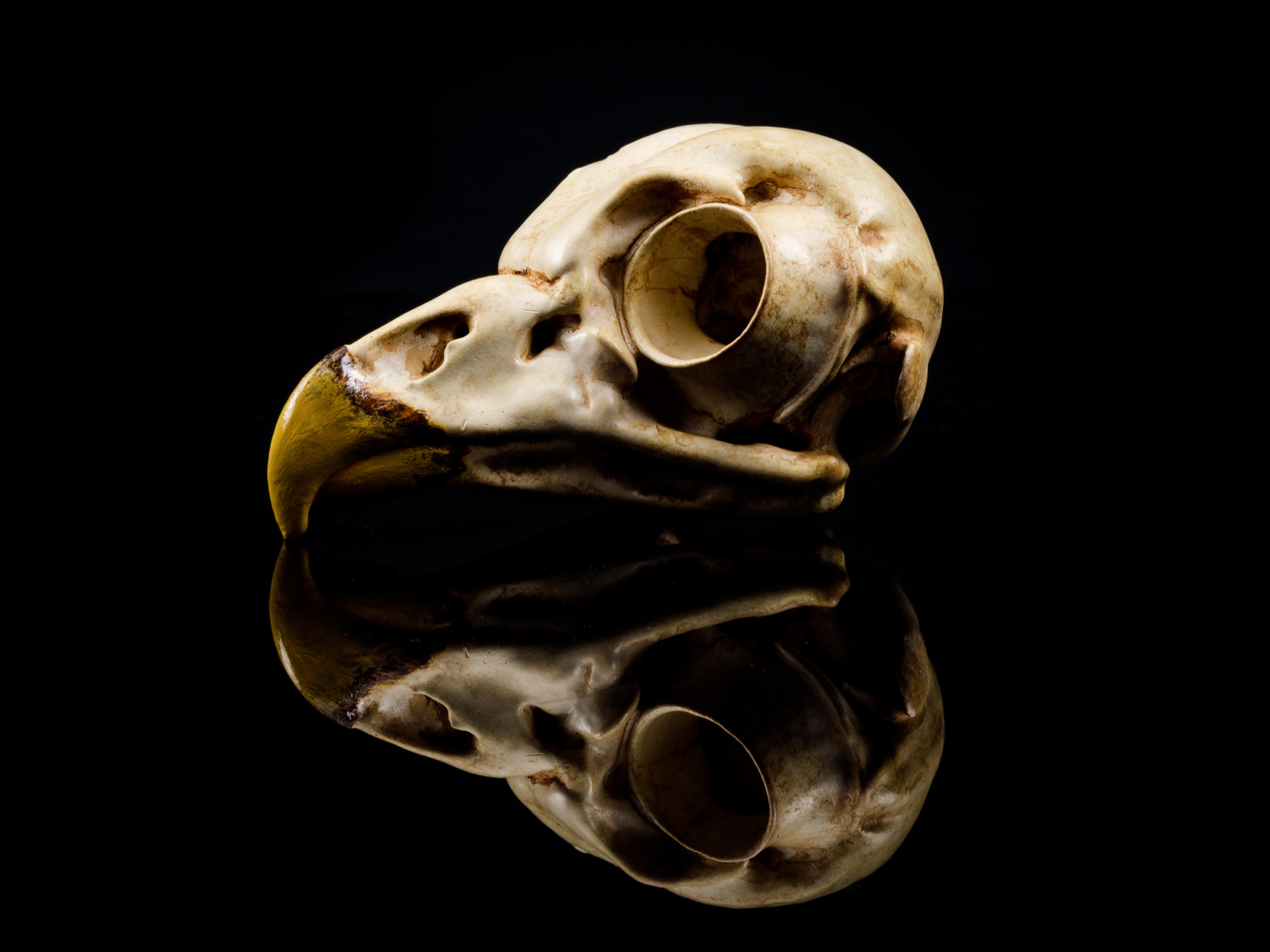 Barred Owl Skull (Pre Supported) Free for limited Time 3d model