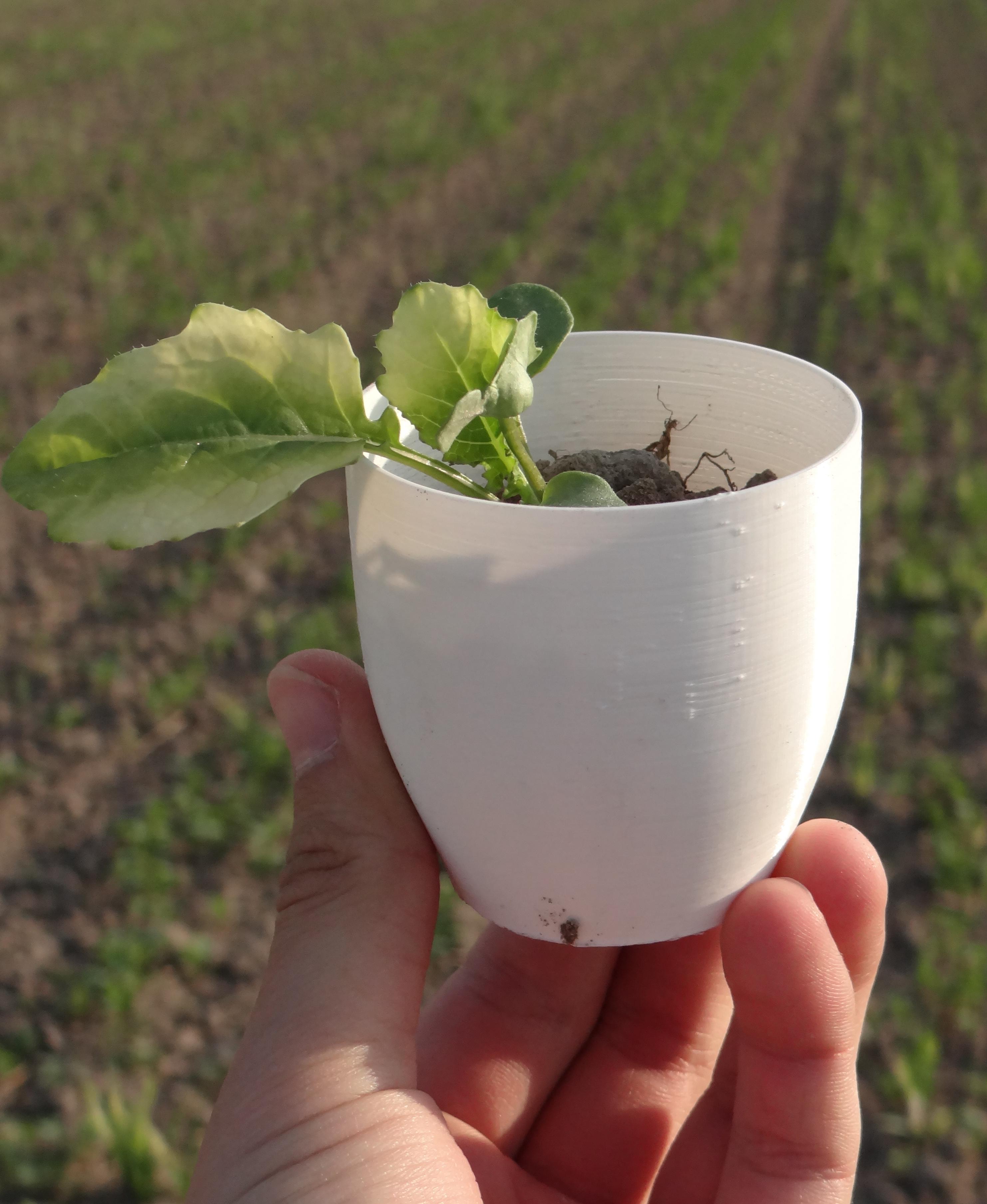 Simple mini pot for a plant 3d model