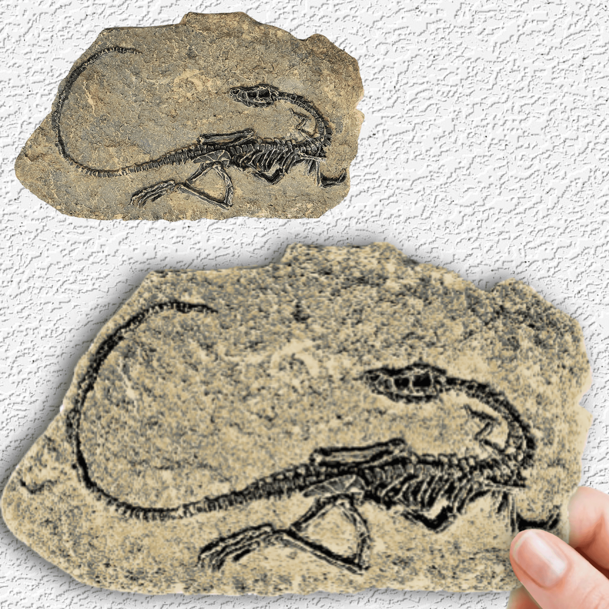 keichousaurus replica in matrix dinosaur fossil decoration 3d model
