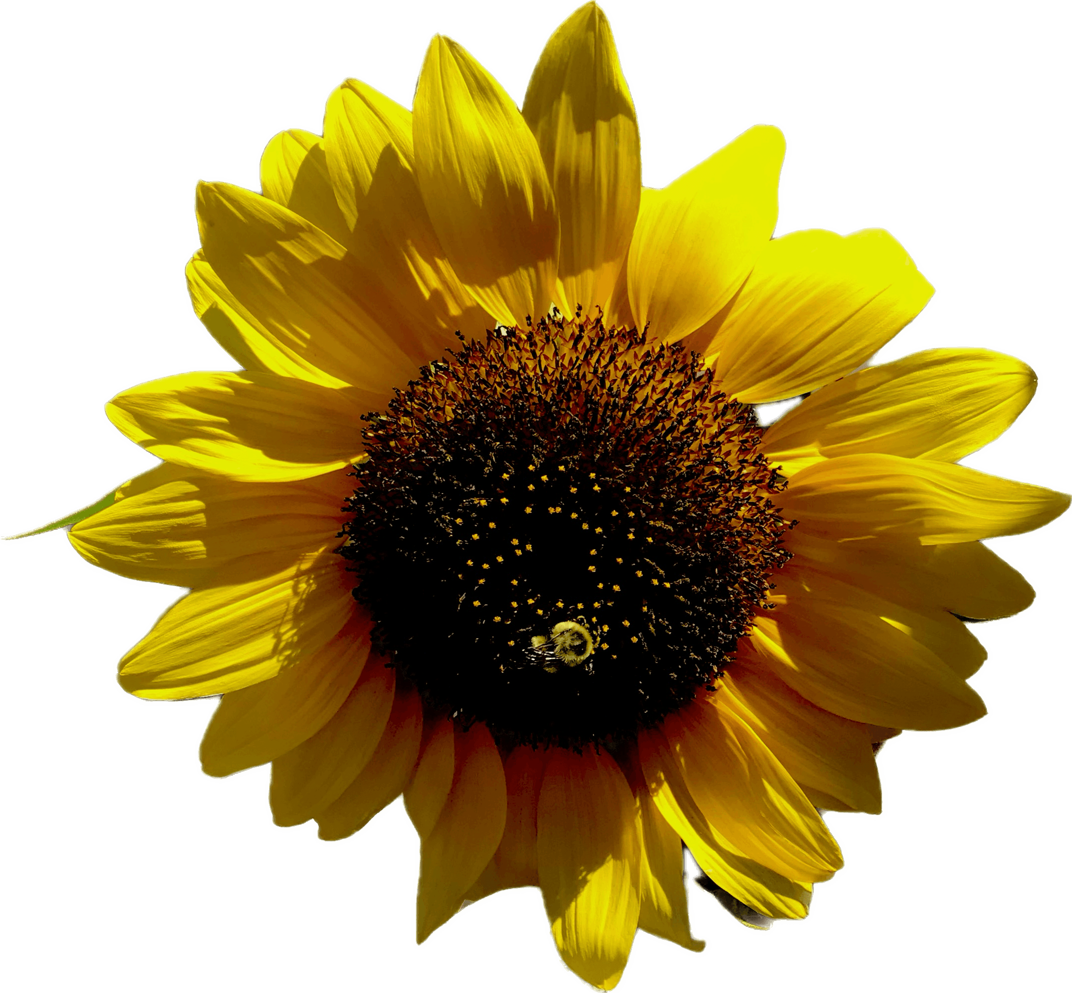 HueForge Sunflower  3d model