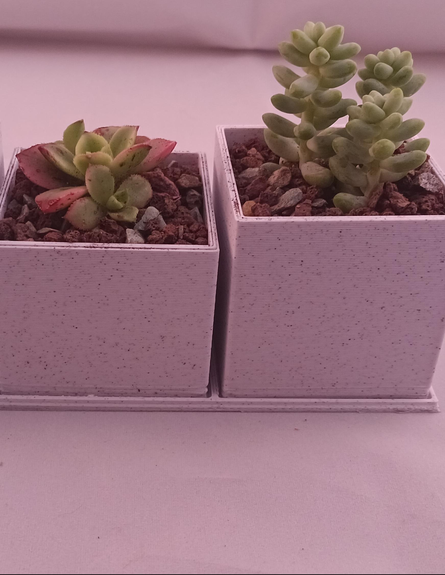 succulent pots 3d model