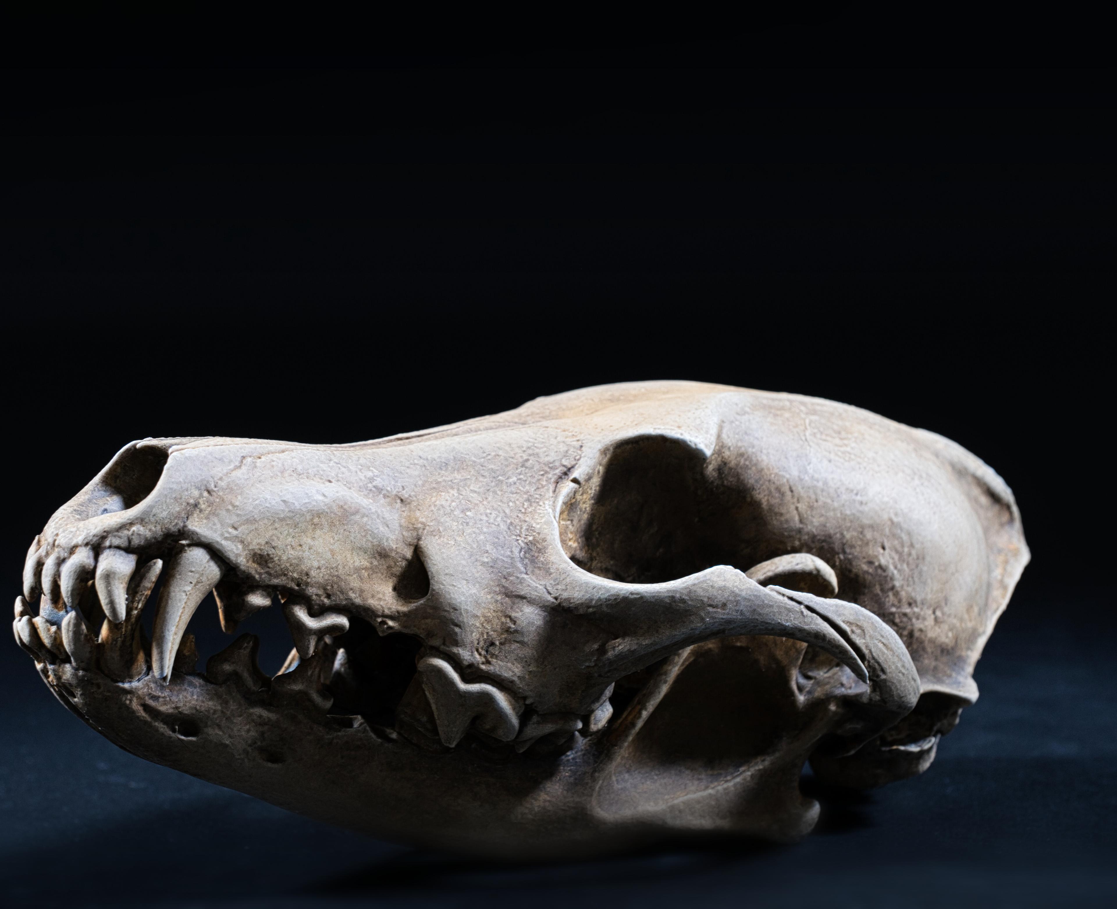 Coyote Skull (Pre Supported) 3d model