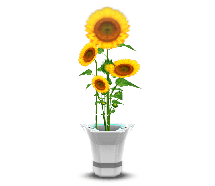 Potted Sunflowers 3d model