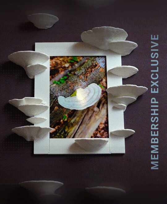 Mushroom picture frame “Trametes Pubescens” 3d model