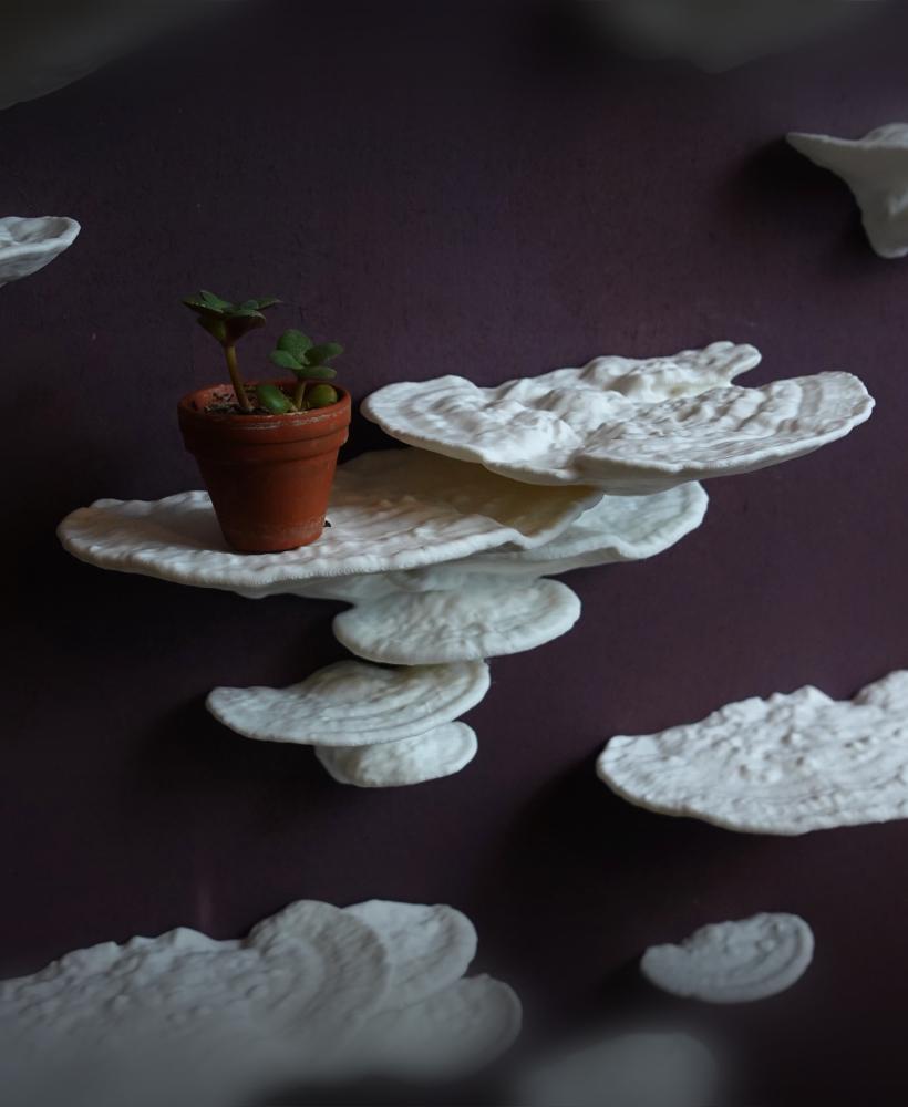 Mushroom shelf “Trametes Pubescens” 3d model