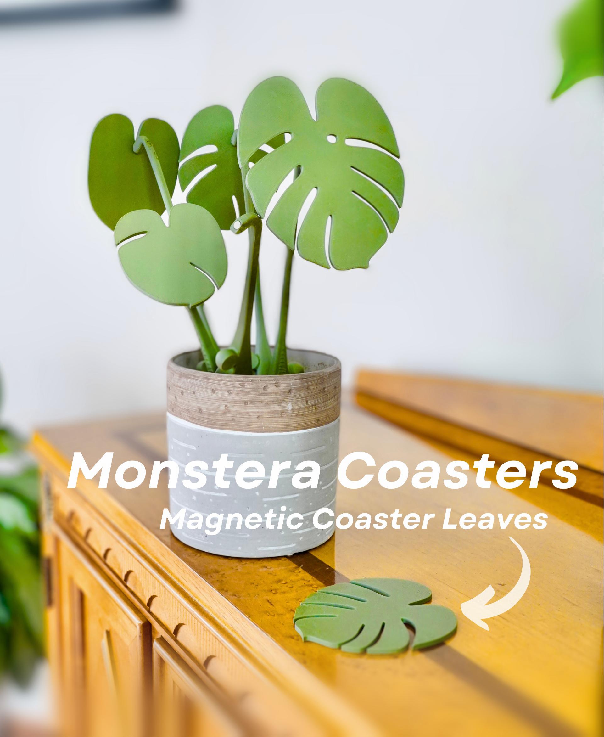 Monstera Coaster Set 3d model