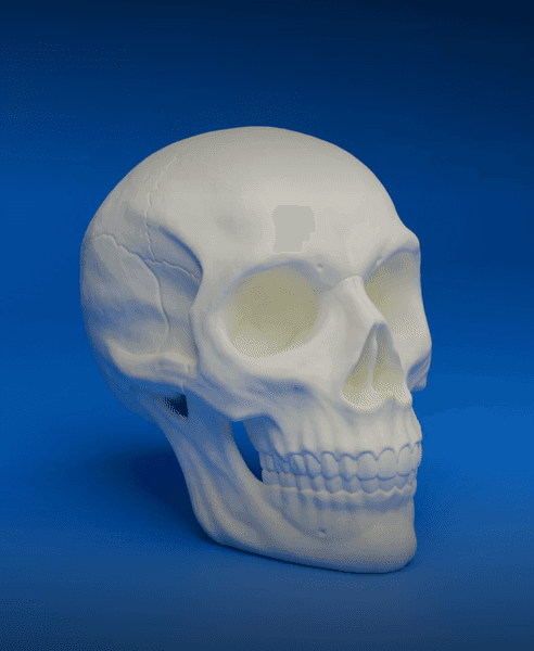 Human Skull 3d model