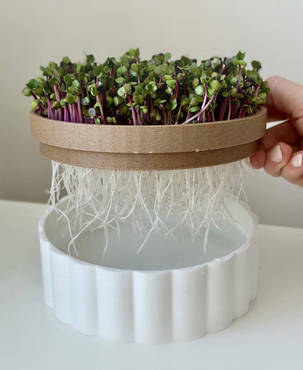Microgreens hydroponic planter pot 3d model