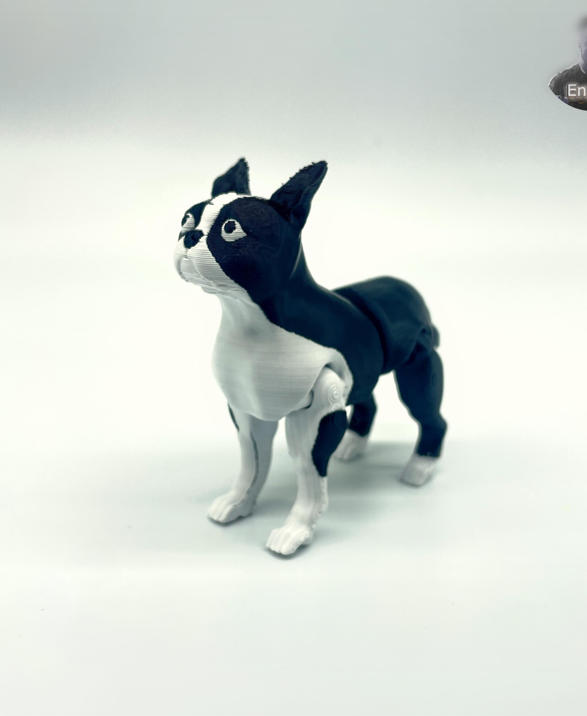 Boston Terrier Dog - Articulated - Print in Place - Flexi - No supports 3d model