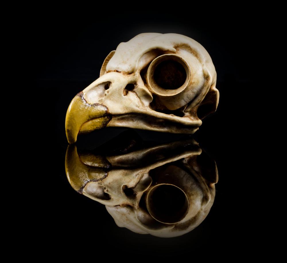 Barred Owl Skull (Pre Supported) 3d model