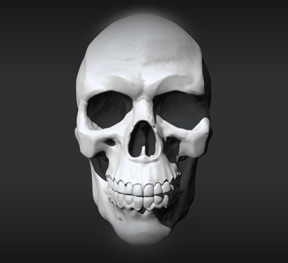 Skull Anatomy 3D print model 3d model