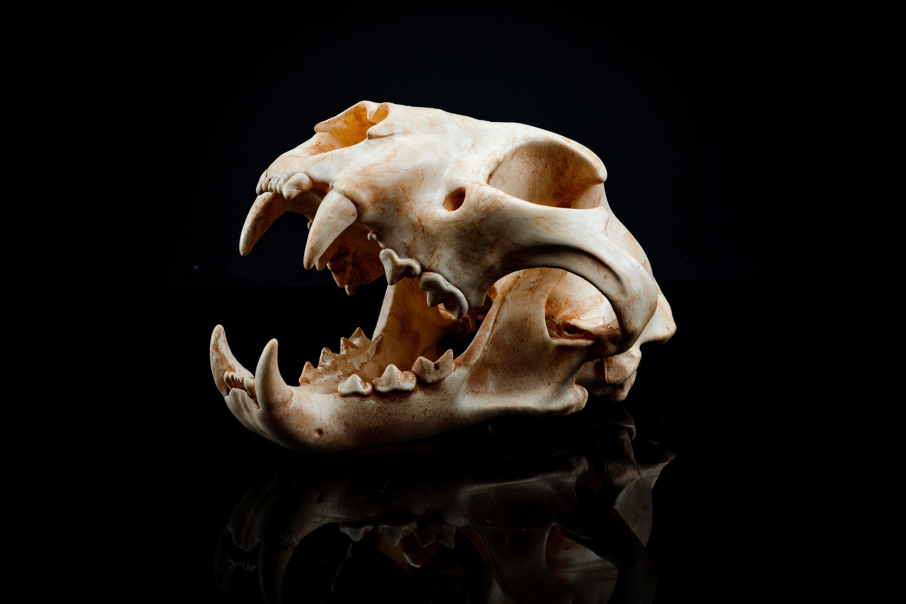 Panther Skull *New Release*