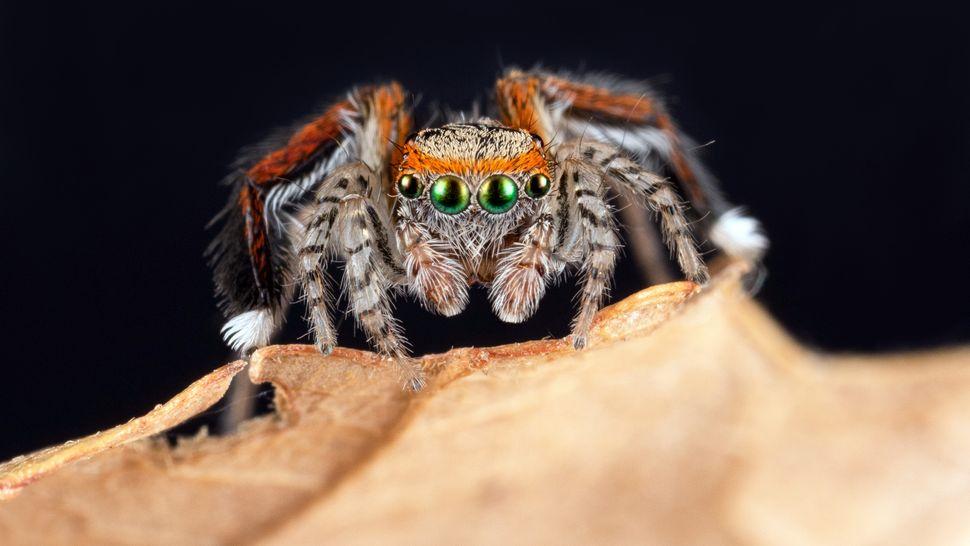 This jumping spider, Saitis barbipes, shows off its red headband and red stripe down the third pair of its legs. (Image credit: Nicolas Reusens/Getty Images)