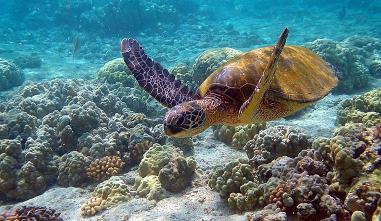 Celebrate World Sea Turtle Week!