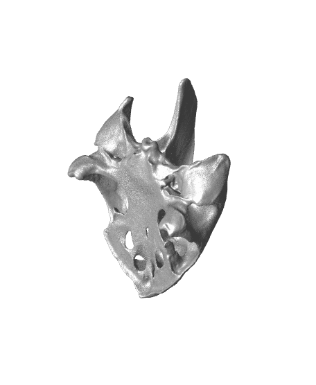 Snapping Turtle Skull 3d model