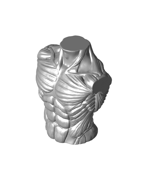 Male Bust Muscles 3d model