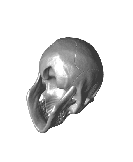 Human Skull 3d model