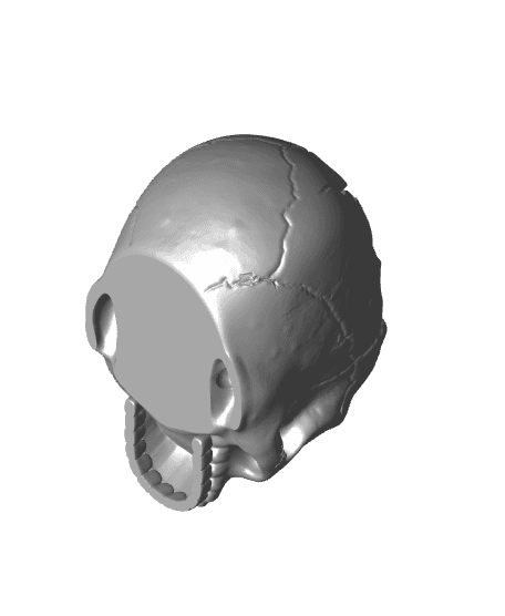 Brain Skull & Brain Skull Box 3d model