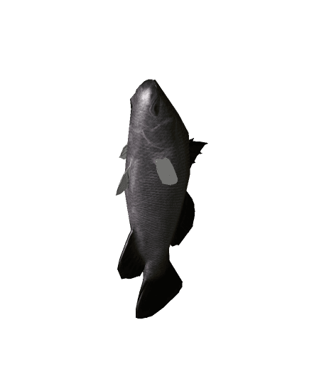 BarramundiFish.fbx 3d model
