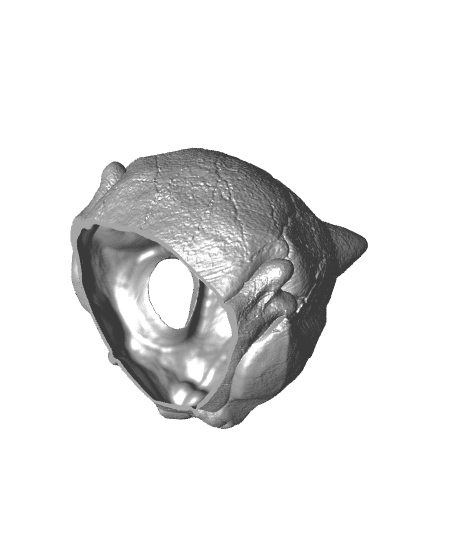 Bulbasaur Skull - Pokemon 3d model