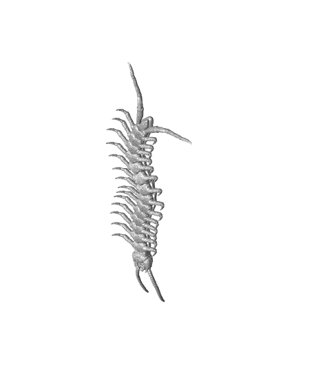 Giant Whiptail Centipede 3d model