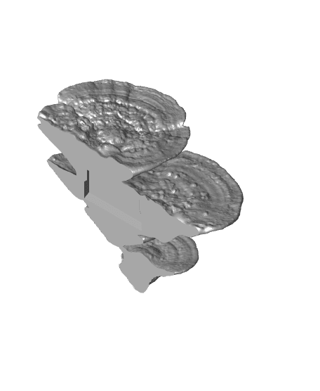 Mushroom shelf “Trametes Pubescens” 3d model