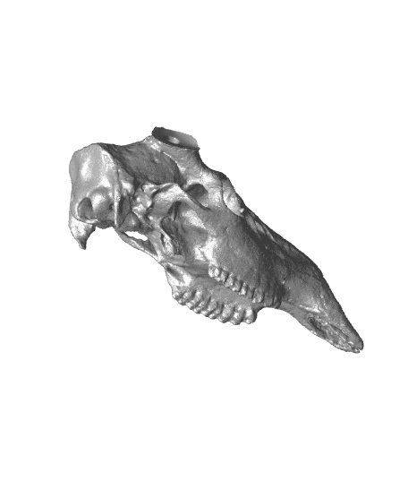White-tailed Deer Skull - Multi-Part 3d model