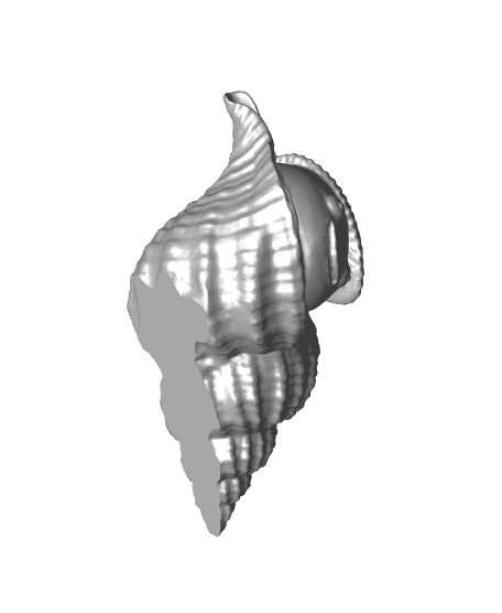 whelk bulot 3d model