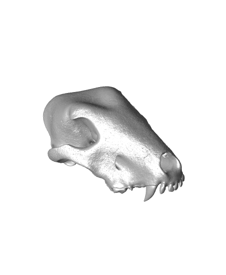 Bull Terrier Skull 3d model