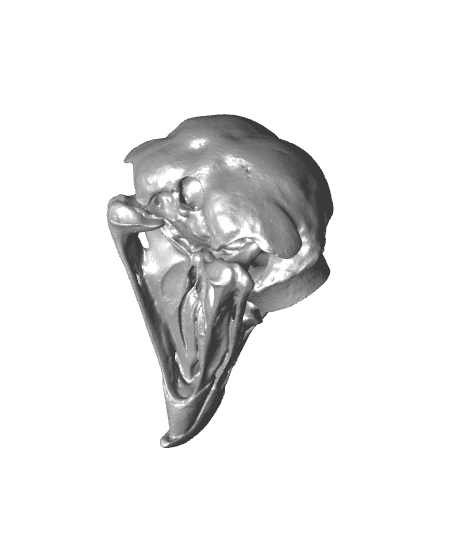 Barred Owl Skull (Pre Supported) 3d model