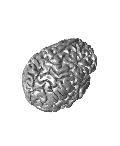 My actual brains 3d model