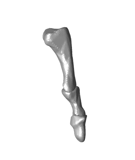 Phalanges 4.stl 3d model