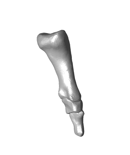 Phalanges 5.stl 3d model