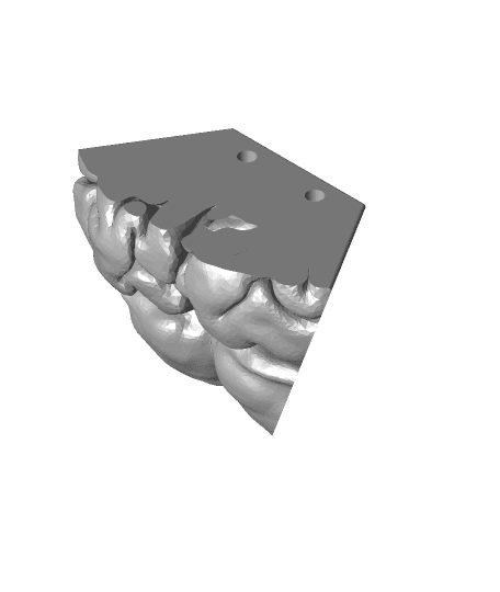 Cerebellar 1.stl 3d model