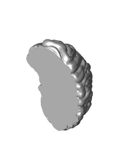 brain B.stl 3d model