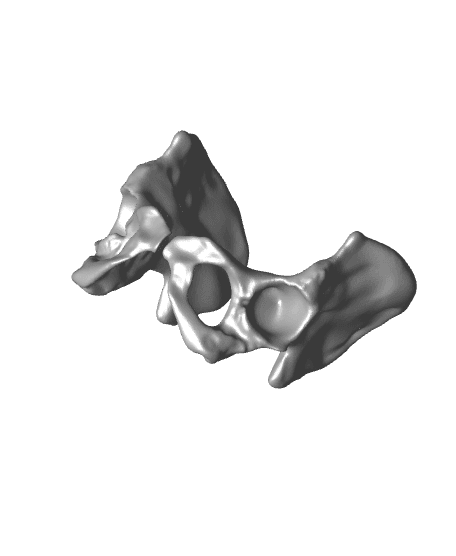 PElvis.stl 3d model