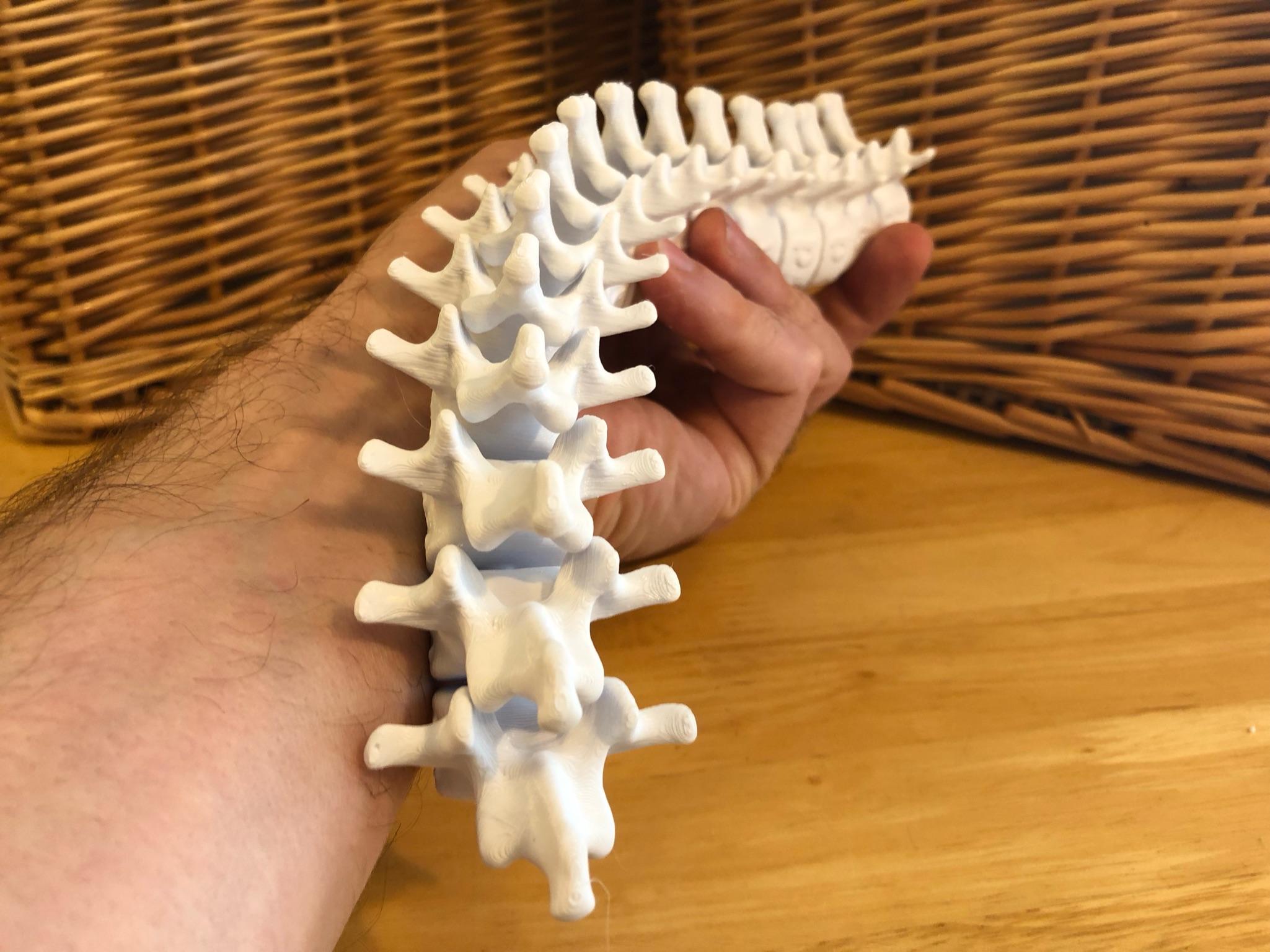 Happy Halloween Articulating Spine 3d model