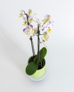 WALDO Planter 01 (120mm) 3d model