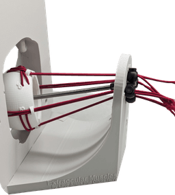 Dynamic Extraocular Muscle Simulator! 3d model