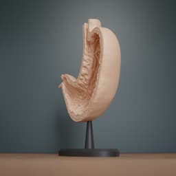 Human Stomach Cross Section Anatomy 3d model