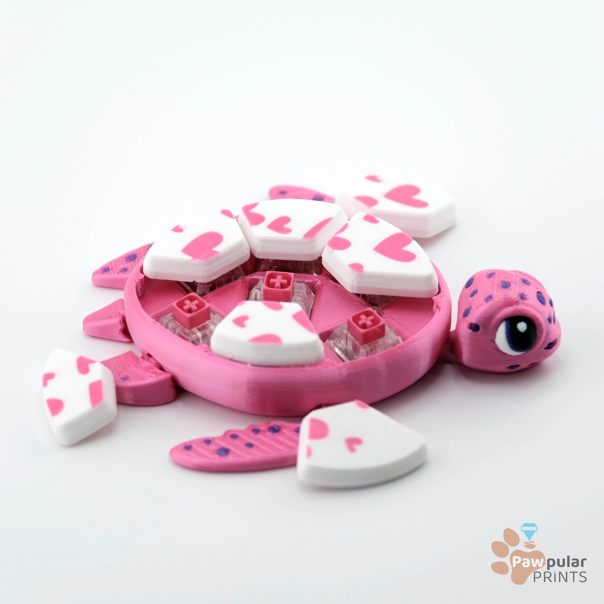 Color My Shell 3d model
