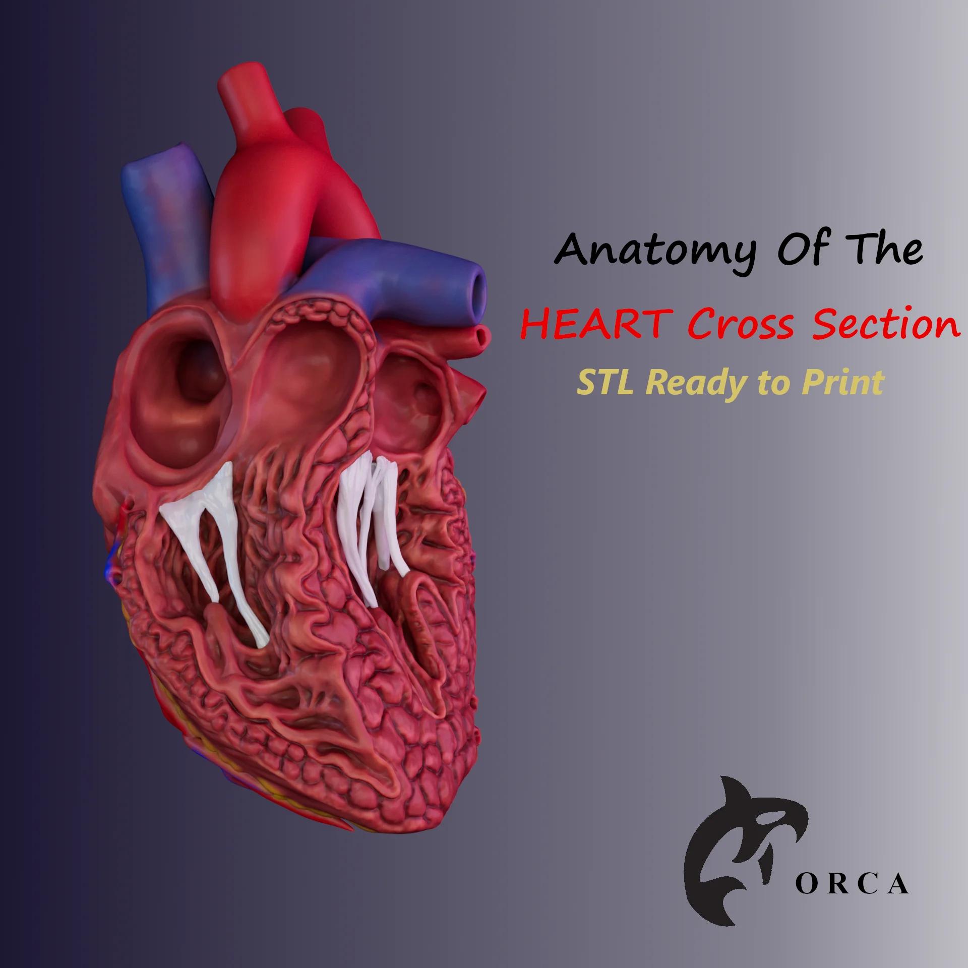 HUMAN HEART CROSS SECTION 3D PRINTING 3d model