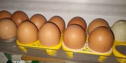 Egg tray 3d model