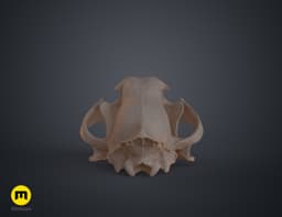 Tiger Skull (Panthera Tigris Tigris) 3d model